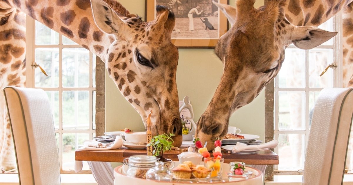 Giraffes joining breakfast at Giraffe Manor